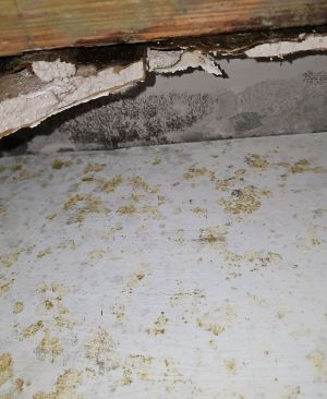 Mold Remediation in Sunrise,FL (2)