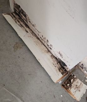 Mold Remediation in Hollywood, FL (2)