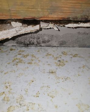 Mold Remediation in Sunrise,FL (1)